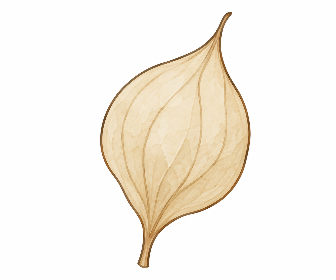 Utricle