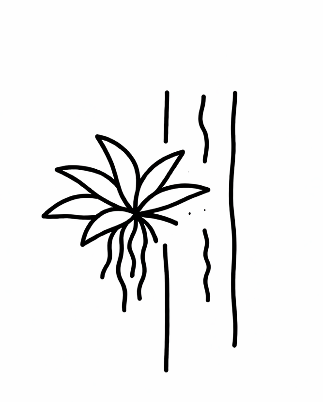 Epiphyte