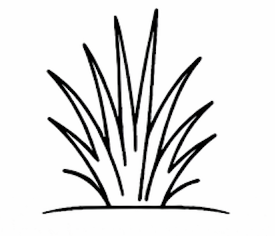 Graminoid/Grass