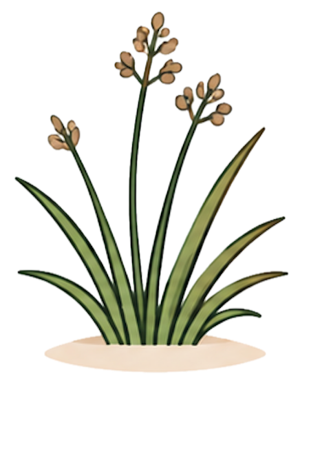 Graminoid