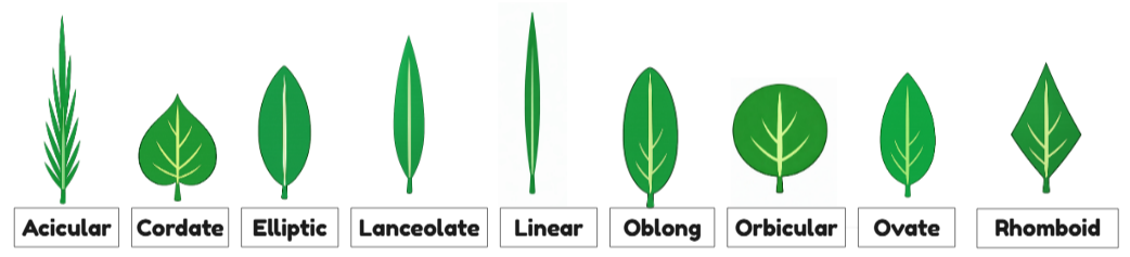 Leaf shape illustrations