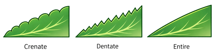 Leaf margin illustrations