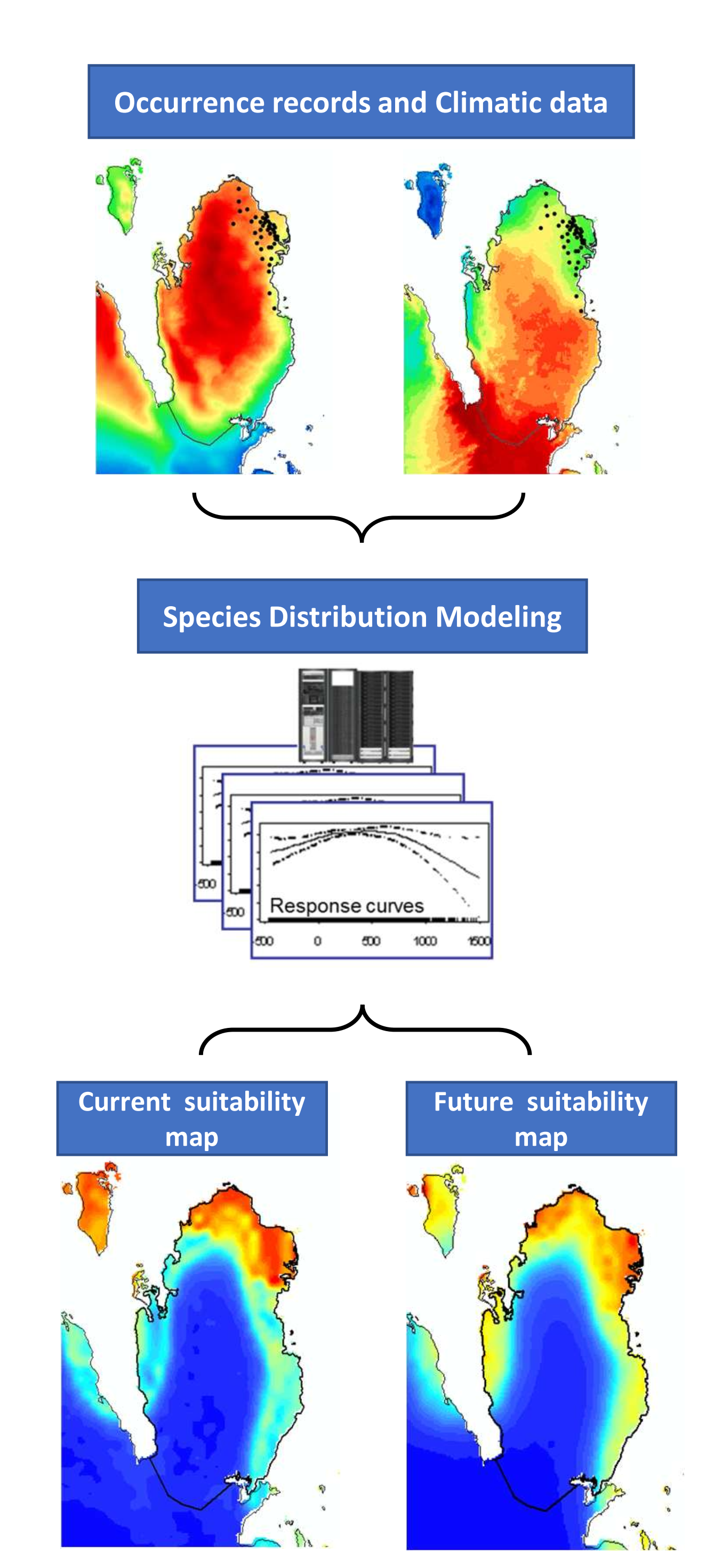 SDM workflow: occurrence records and climate data → species distribution modeling → current and future suitability maps