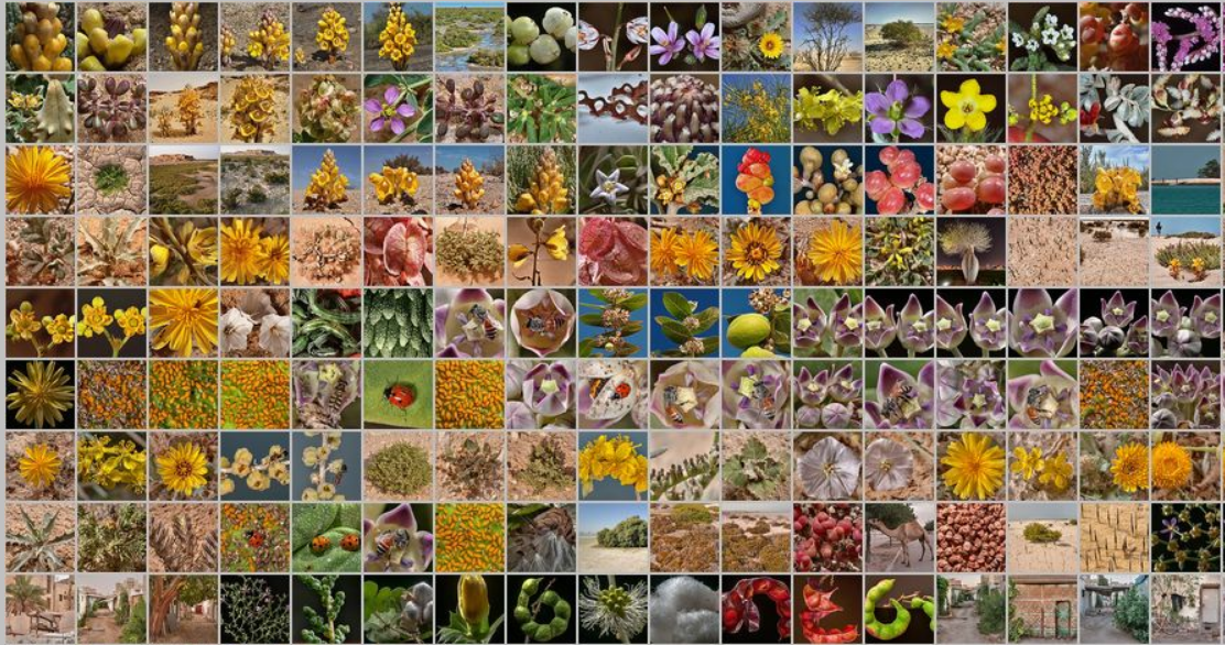 Qatar plant species collage