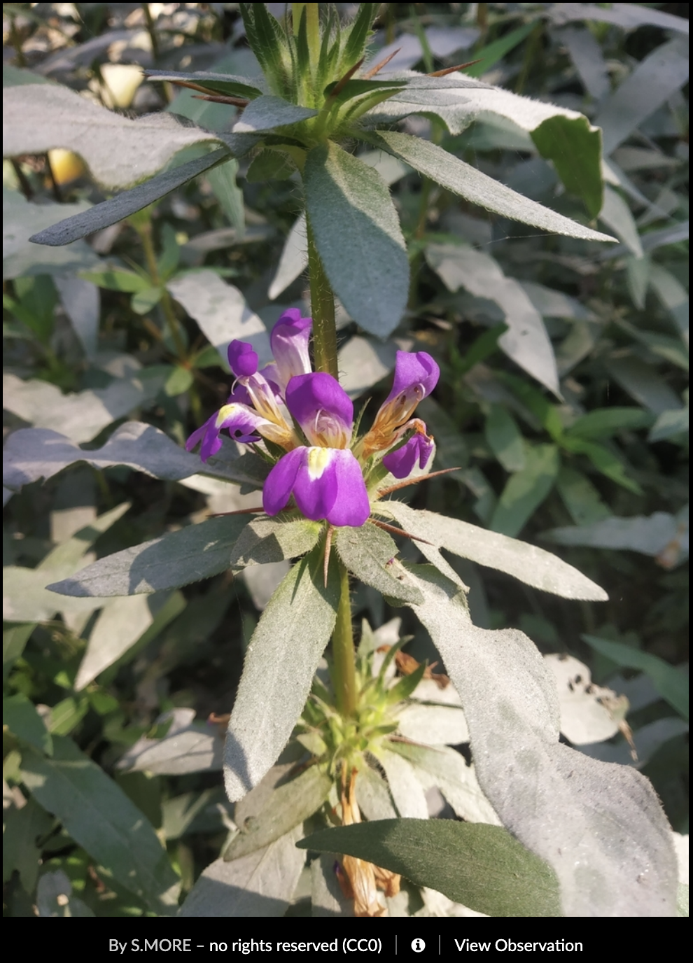 Hygrophila auriculata