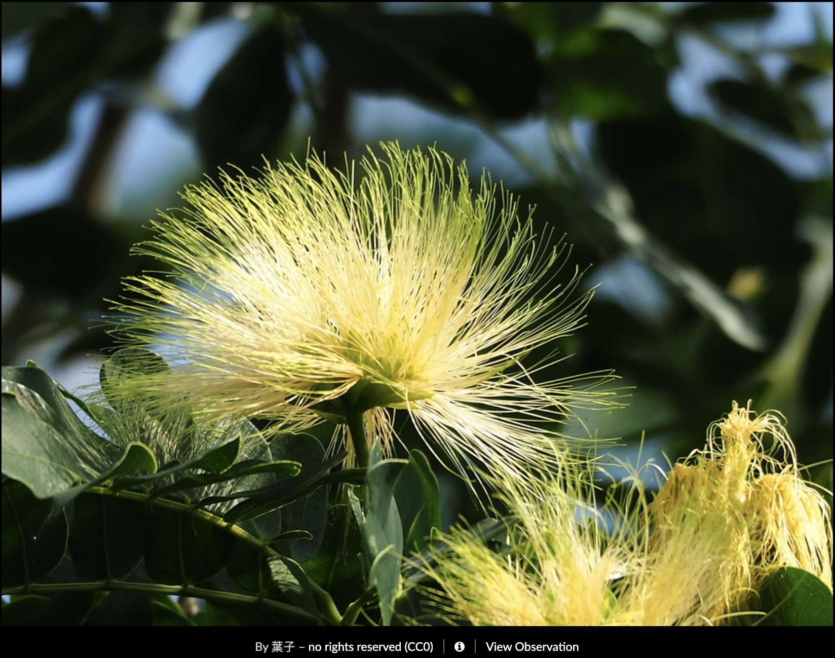 Albizia lebbeck