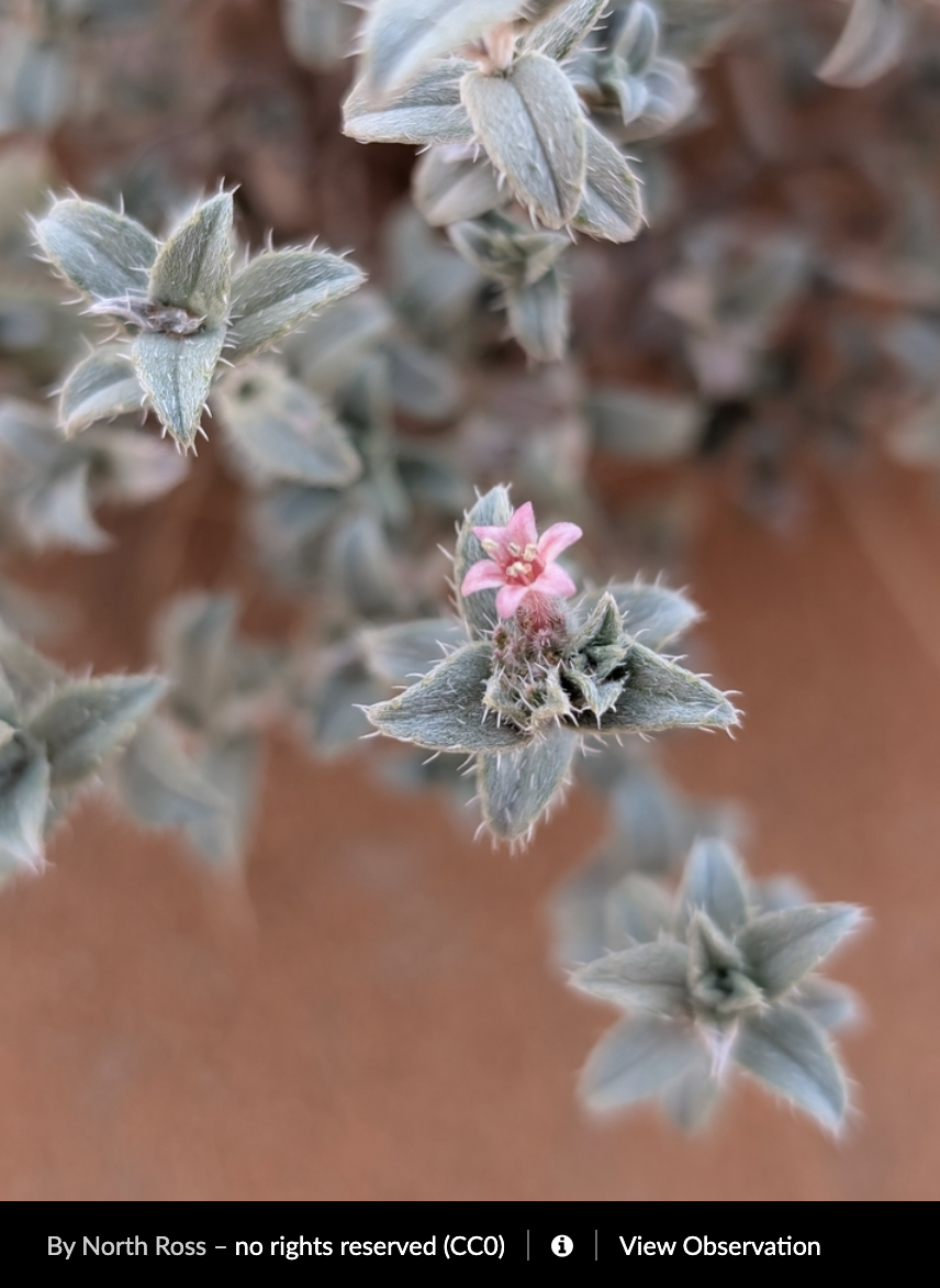 Moltkiopsis ciliata