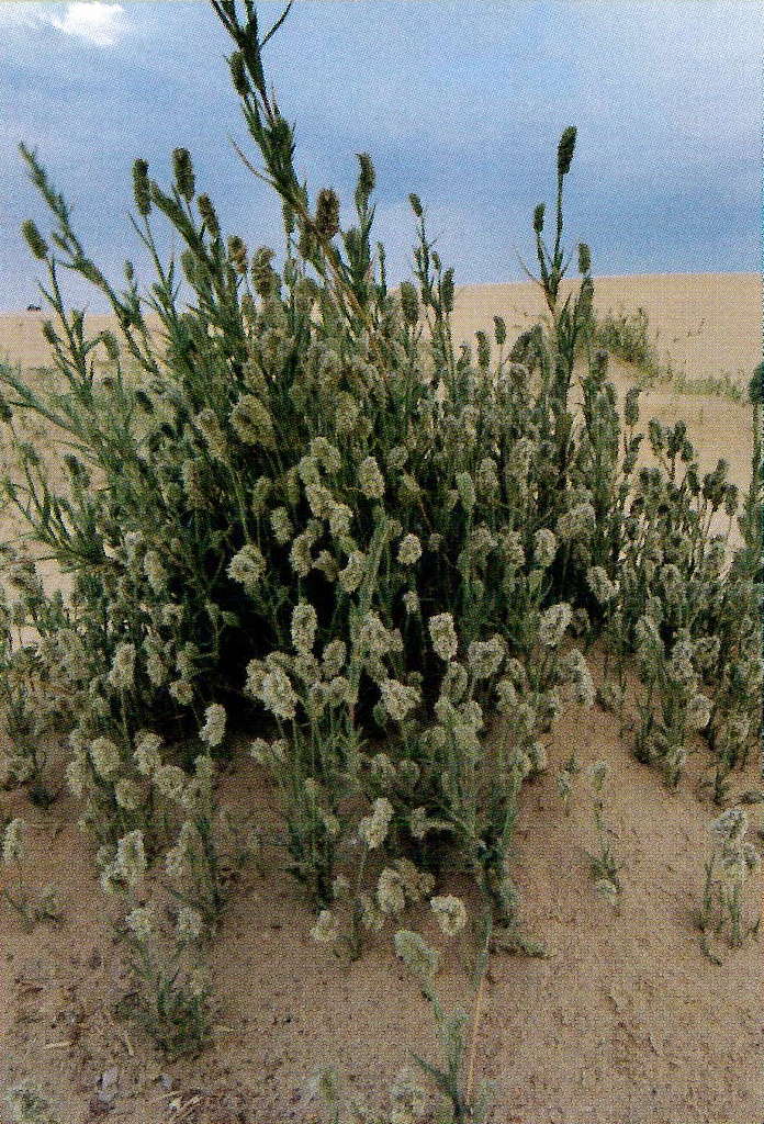 Aeluropus lagopoides