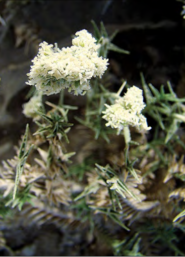 Aeluropus littoralis