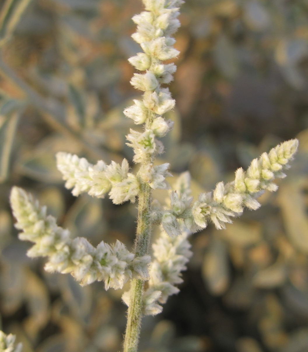 Aerva javanica