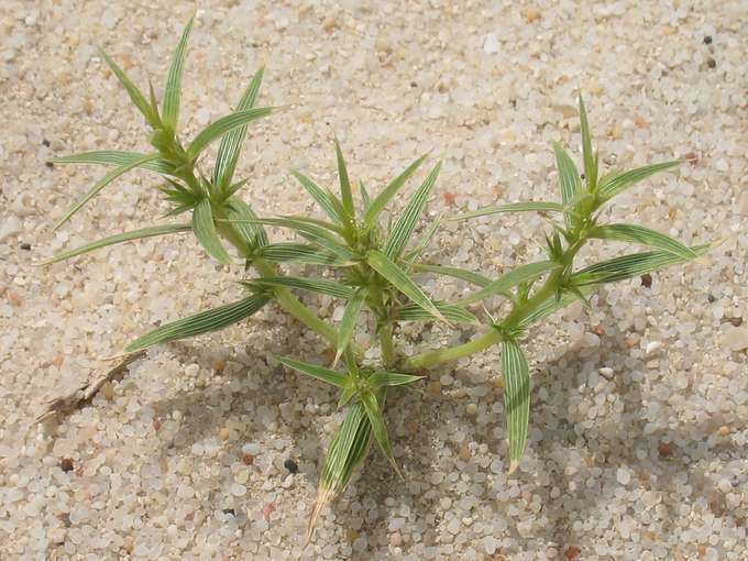 Agriophyllum minus