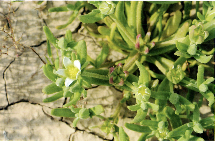 Aizoanthemopsis hispanica