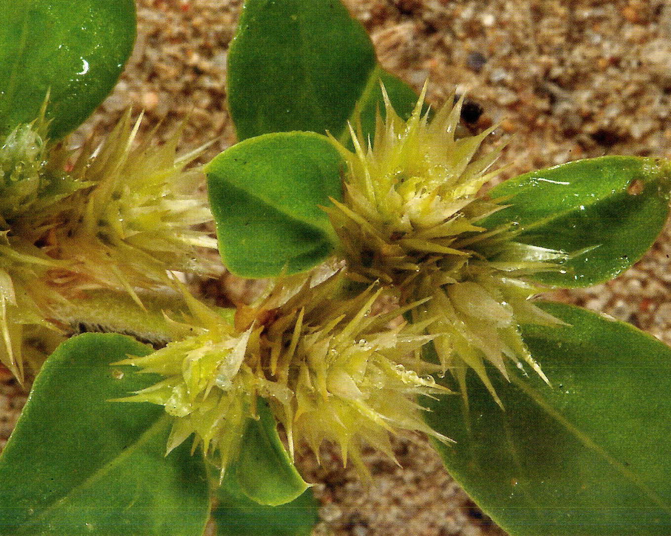 Alternanthera pungens