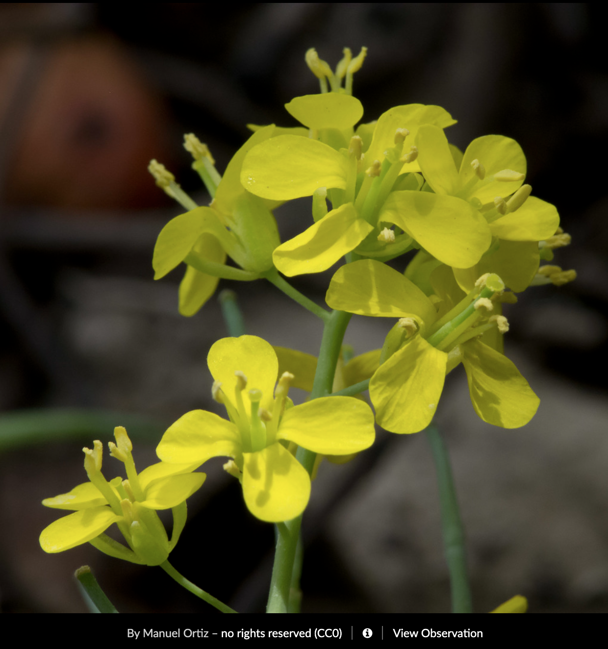 Brassica rapa