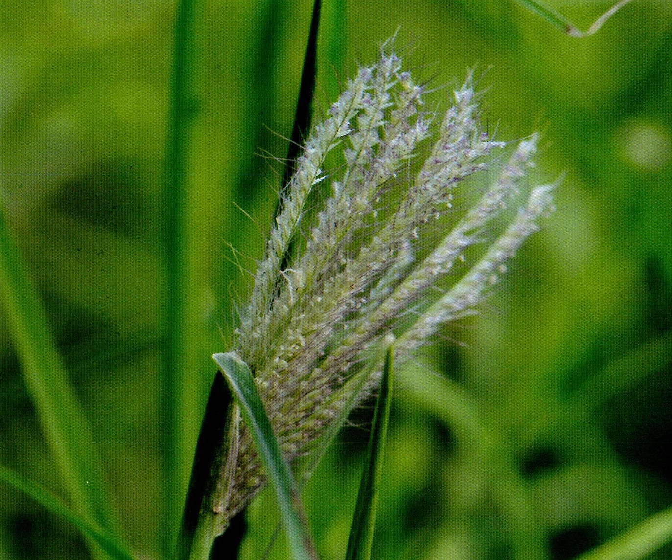 Chloris virgata