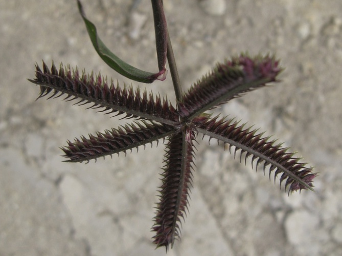 Dactyloctenium aegyptium