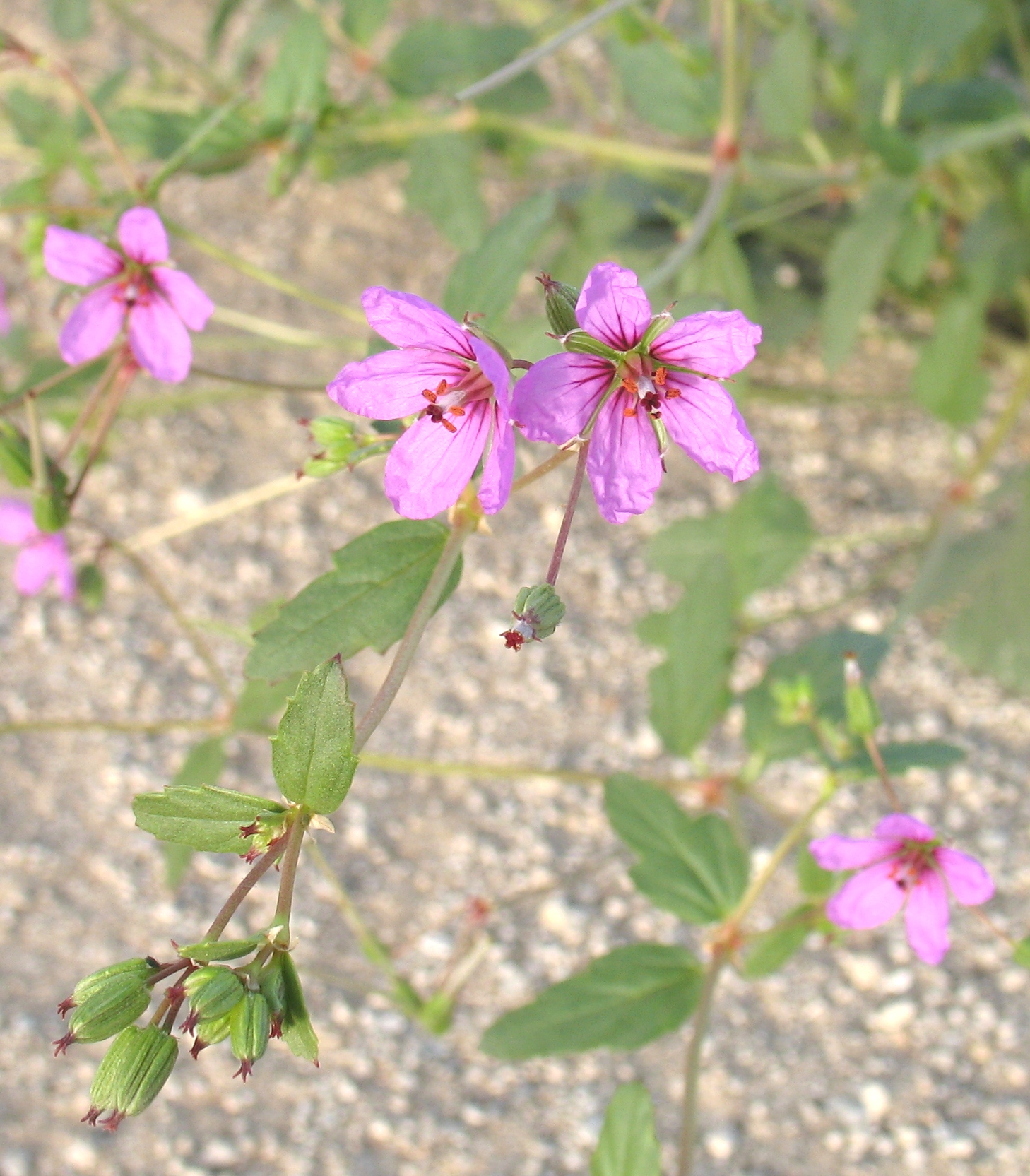 Erodium glaucophyllum