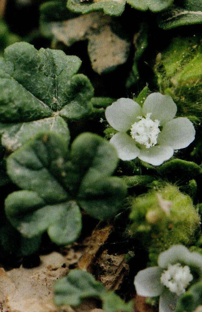 Malva ludwigii