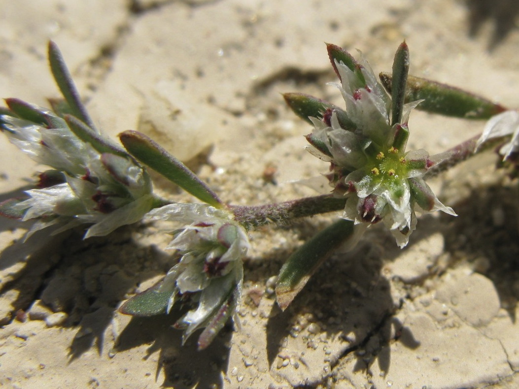 Paronychia arabica