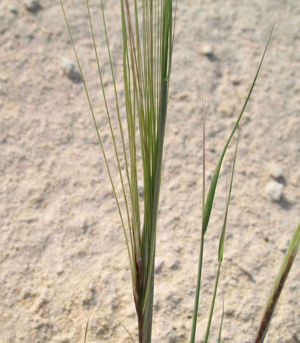 Stipa dregeana