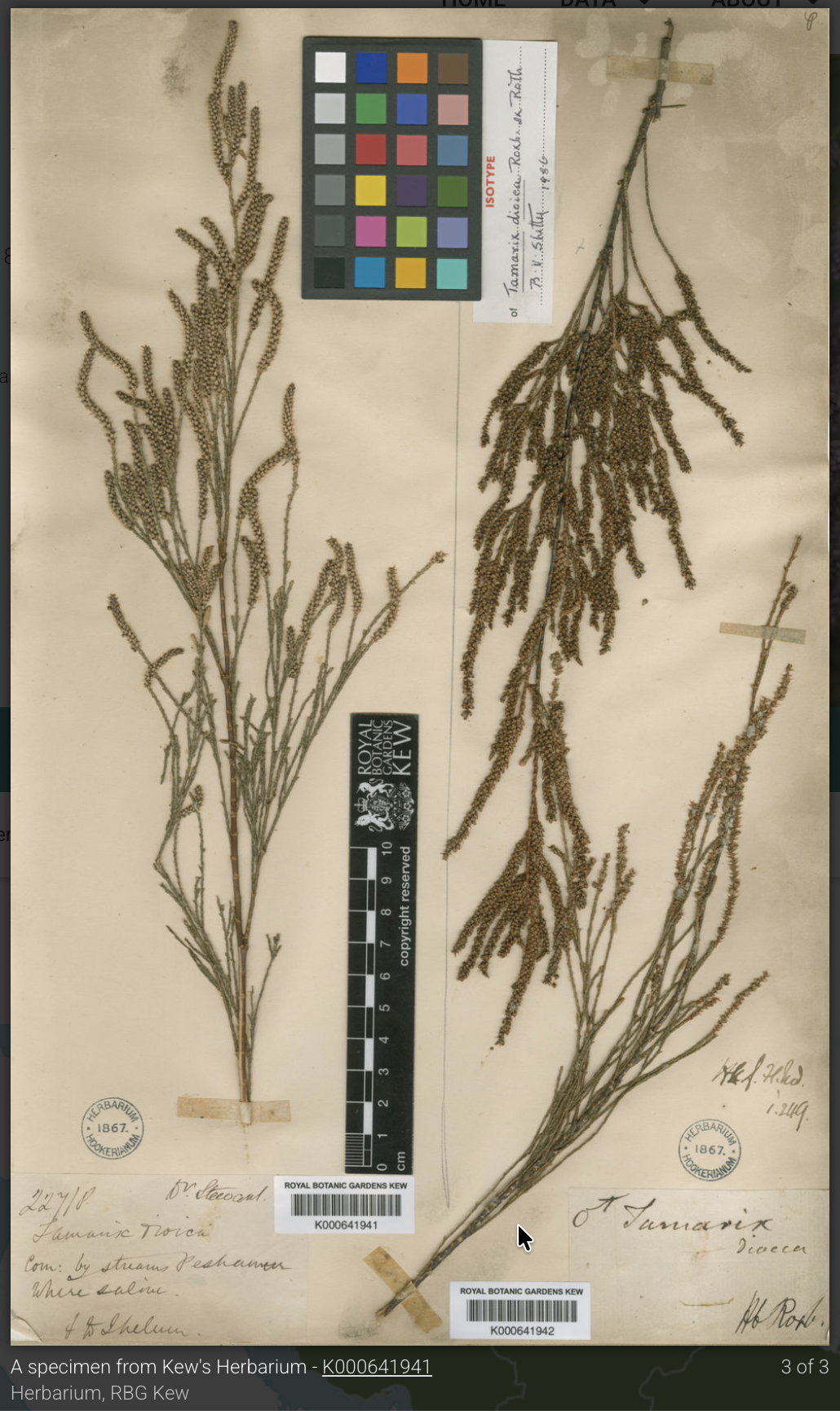Tamarix dioica