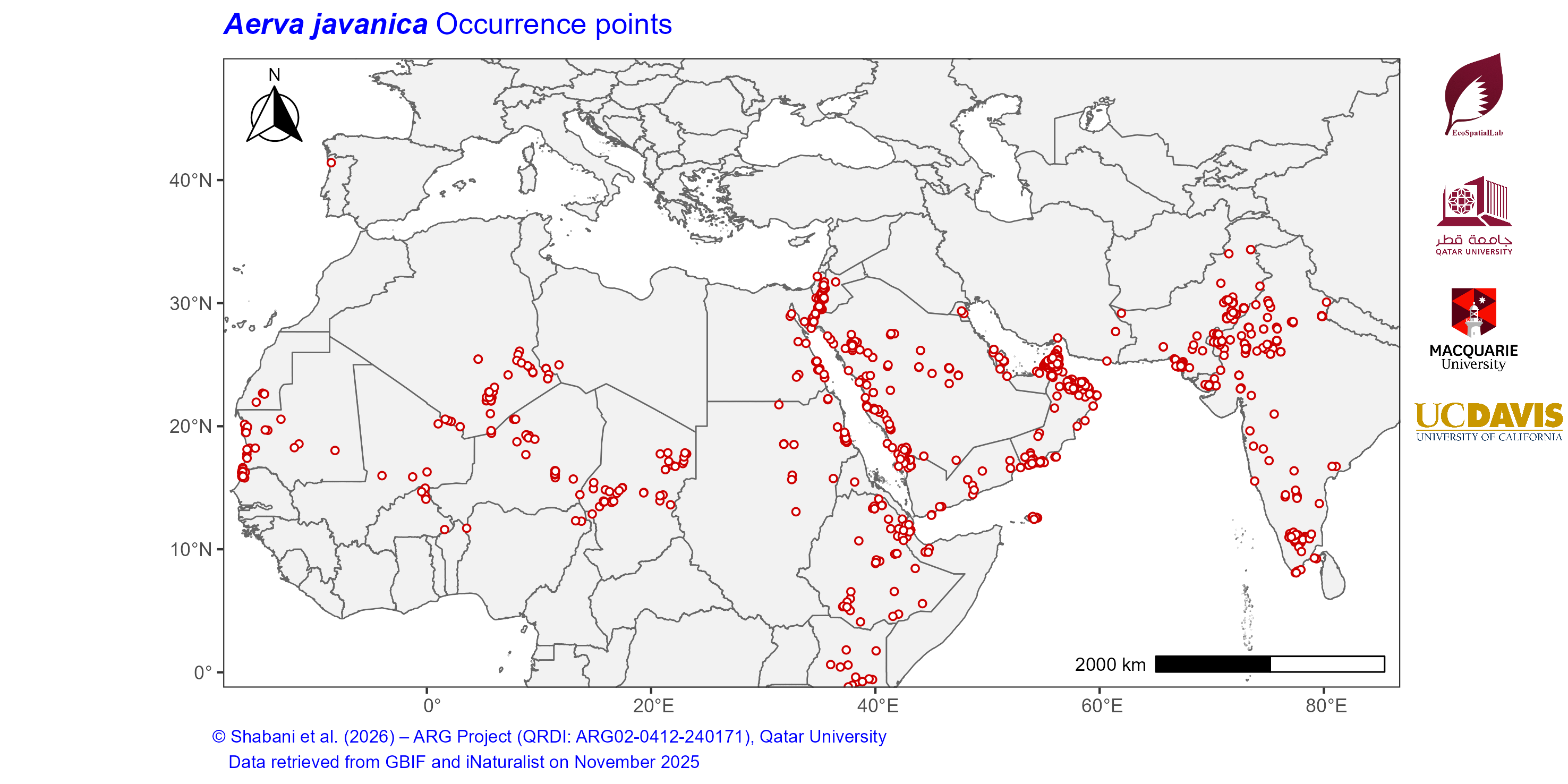 Occurrence Records across the Mediterranean–Middle East–North Africa Dryland Belt — Aerva javanica
