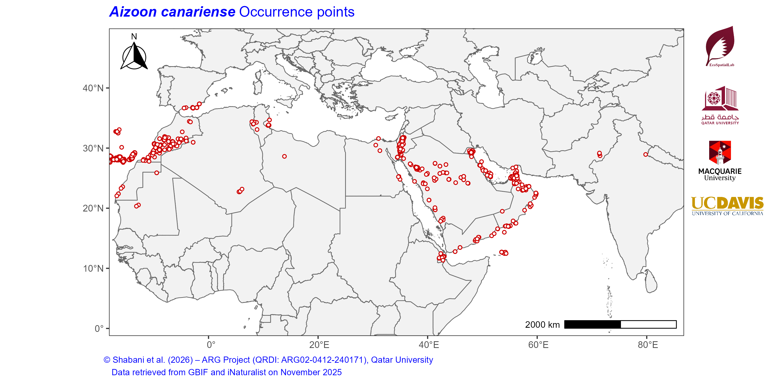 Occurrence Records across the Mediterranean–Middle East–North Africa Dryland Belt — Aizoon canariense