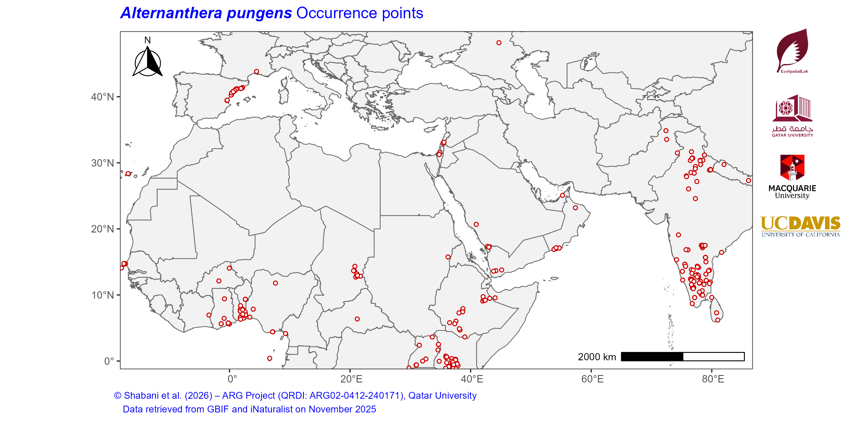 Occurrence Records across the Mediterranean–Middle East–North Africa Dryland Belt — Alternanthera pungens