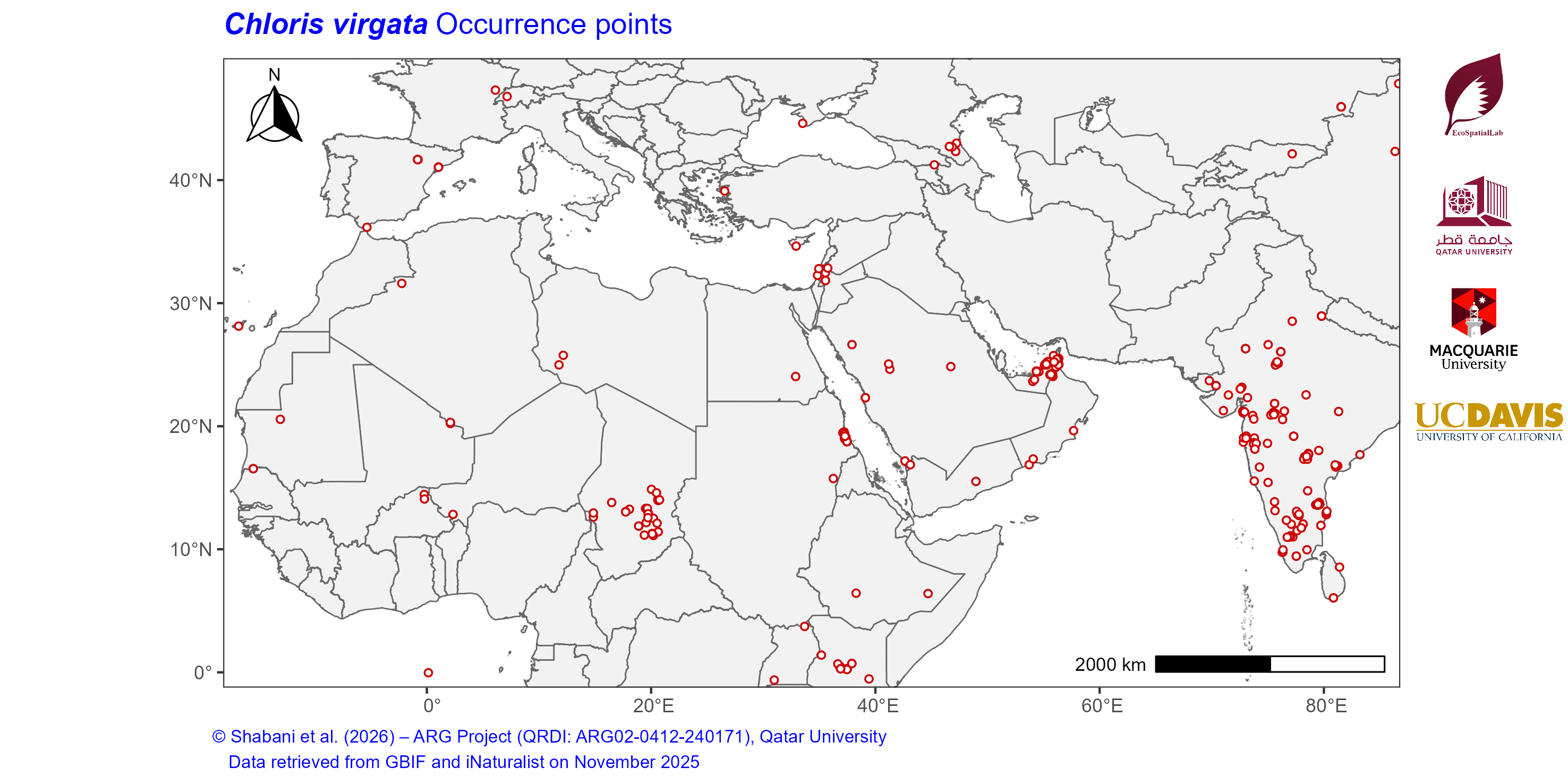 Occurrence Records across the Mediterranean–Middle East–North Africa Dryland Belt — Chloris virgata