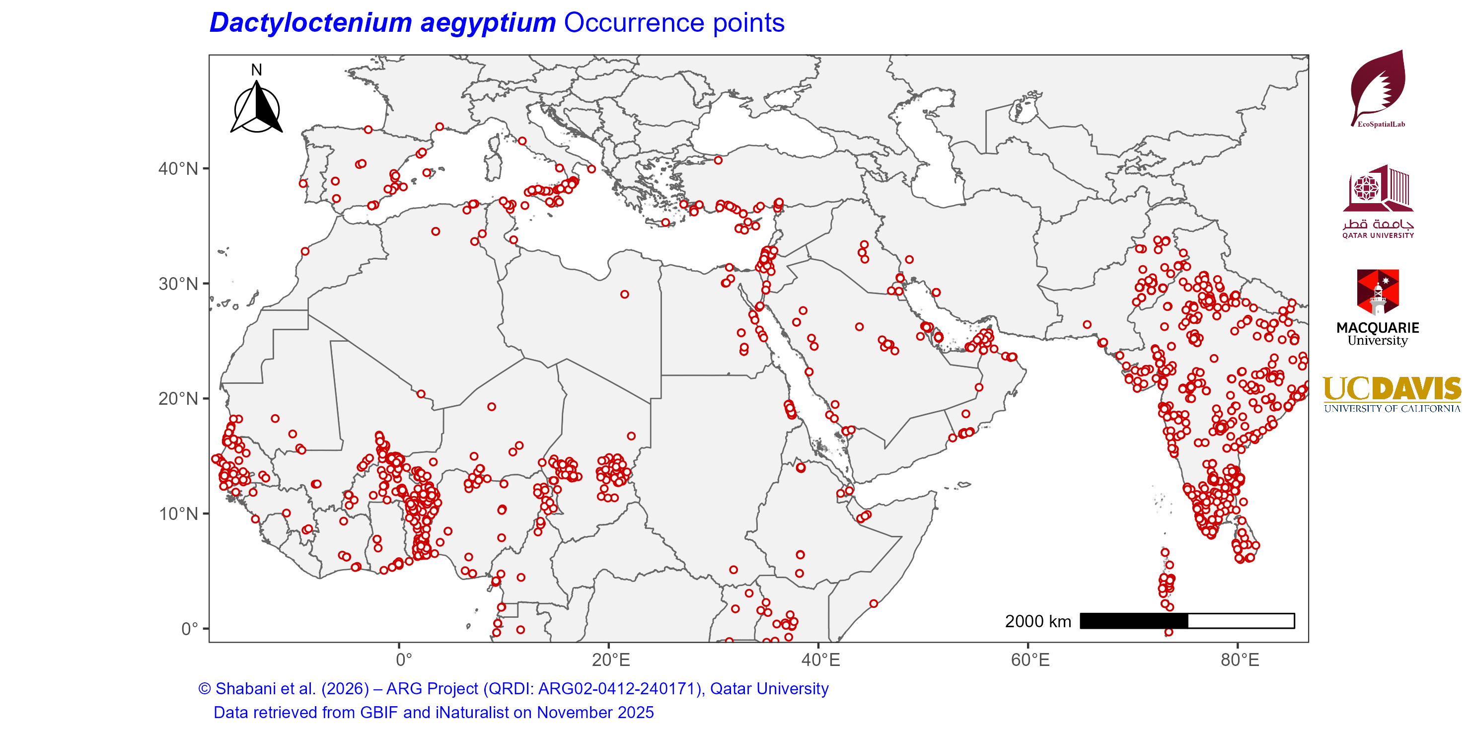 Occurrence Records across the Mediterranean–Middle East–North Africa Dryland Belt — Dactyloctenium aegyptium
