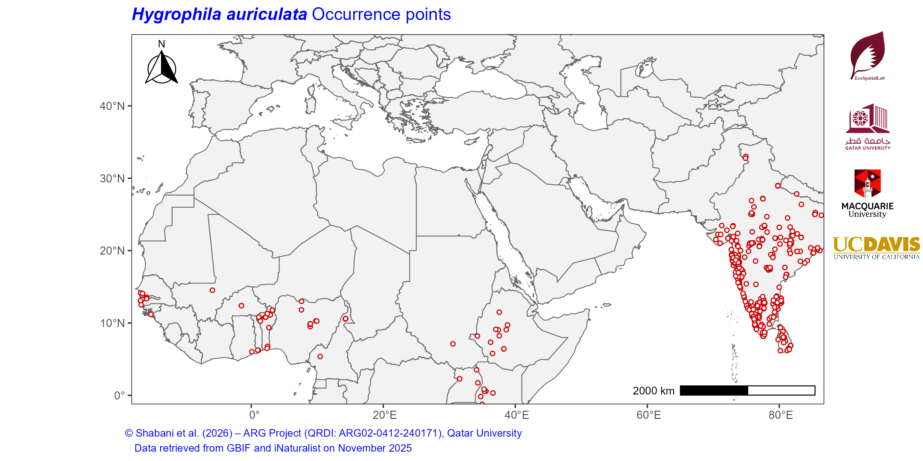 Occurrence Records across the Mediterranean–Middle East–North Africa Dryland Belt — Hygrophila auriculata