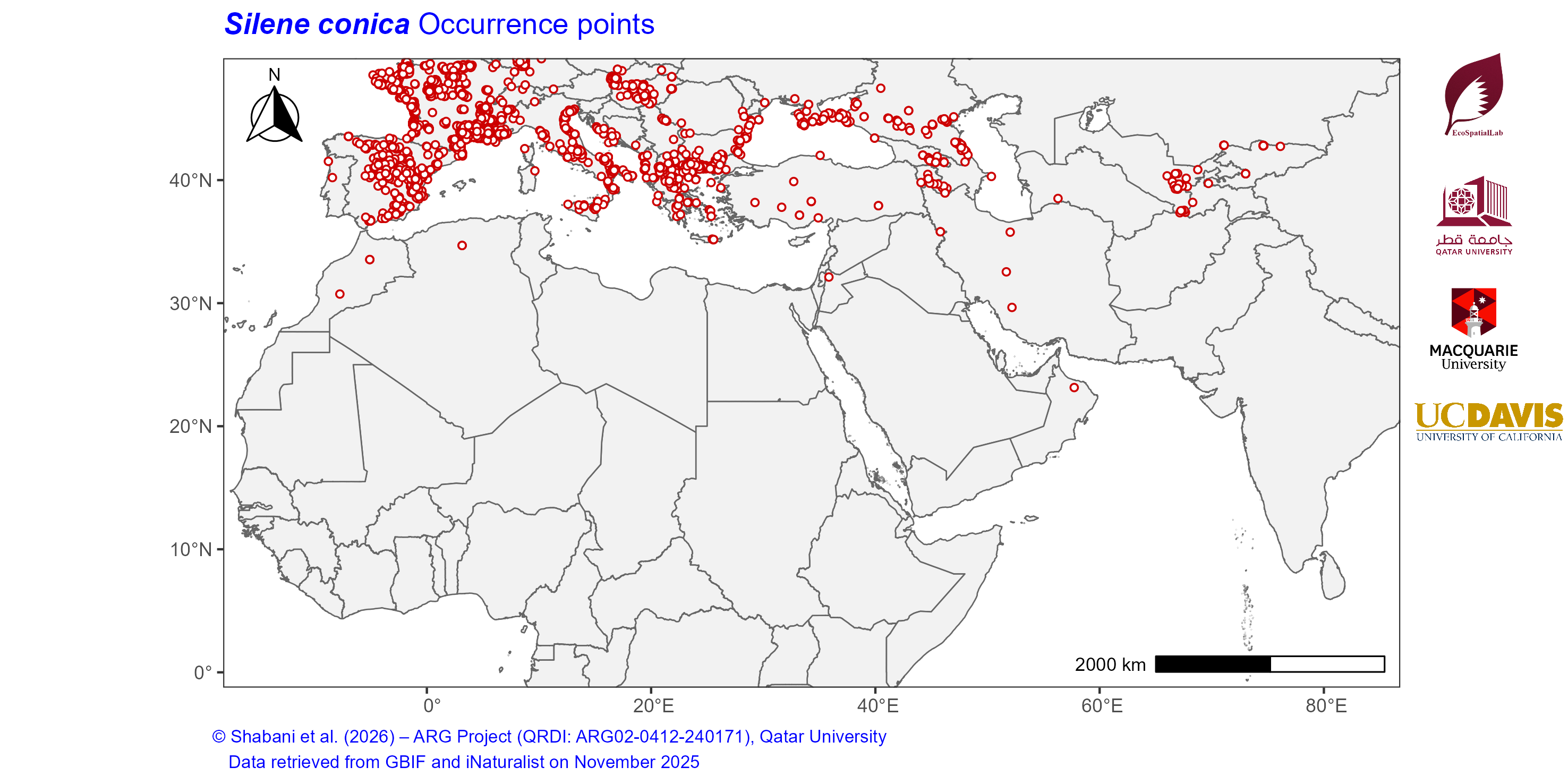 Occurrence Records across the Mediterranean–Middle East–North Africa Dryland Belt — Silene conica