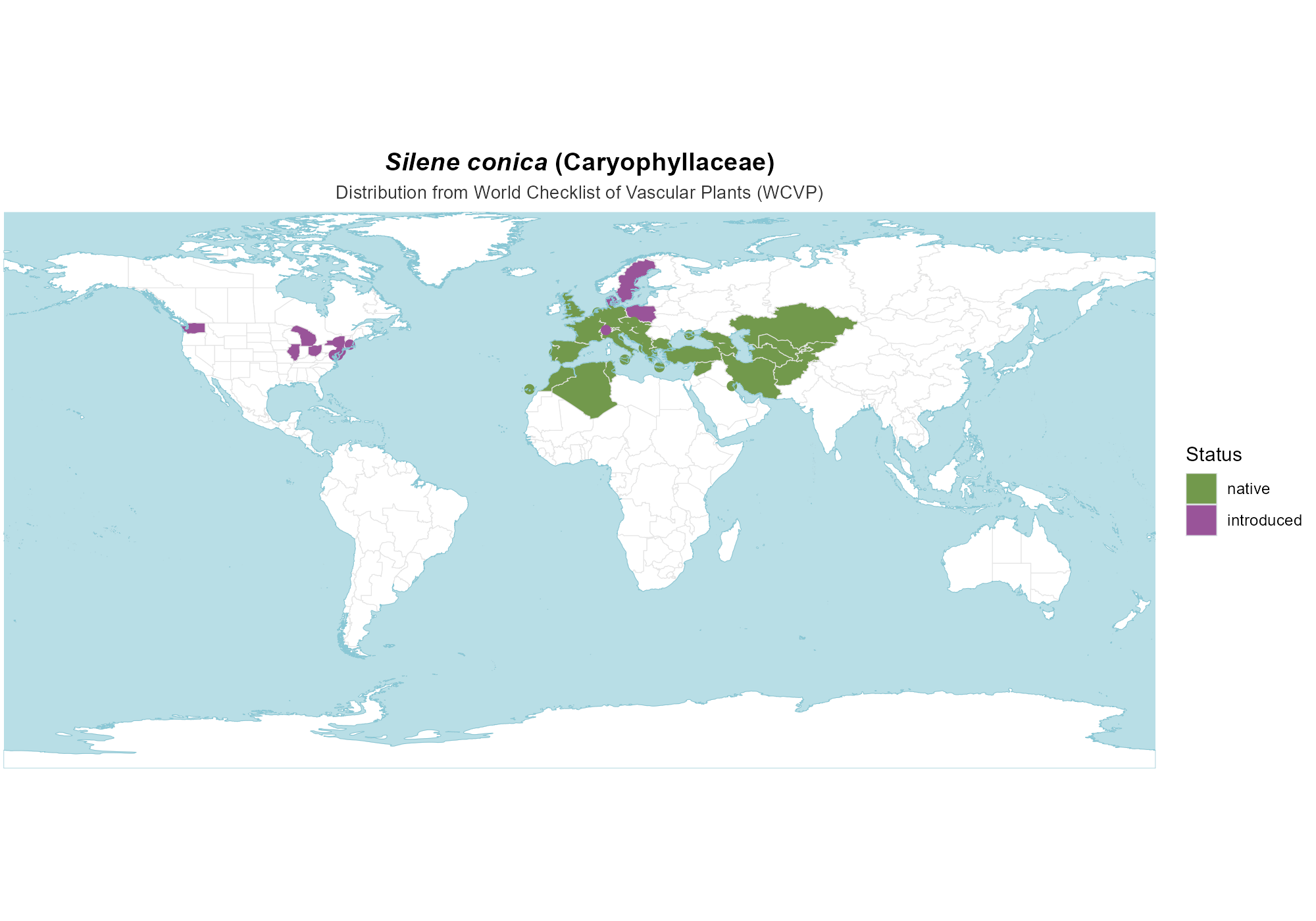 Origin Map — Silene conica